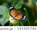 ツマグロヒョウモンの雌 143305740