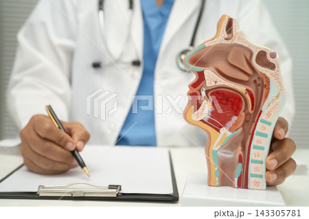 Asian doctor with nasal oral throat cavity neck human anatomy model for study diagnosis and treatment in hospital. 143305781