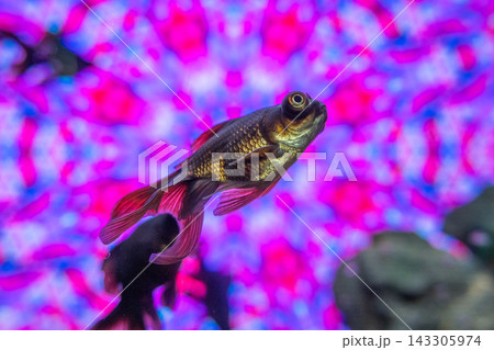 アクアリウムの金魚たち アクアリウムの金魚たち 143305974