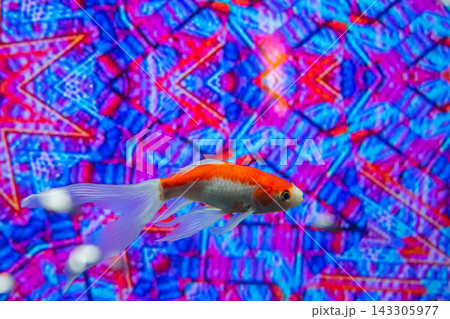 アクアリウムの金魚たち 143305977