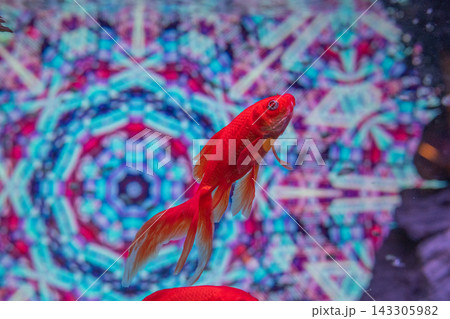 アクアリウムの金魚たち 143305982