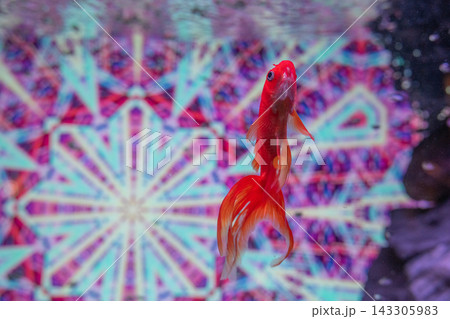 アクアリウムの金魚たち アクアリウムの金魚たち 143305983