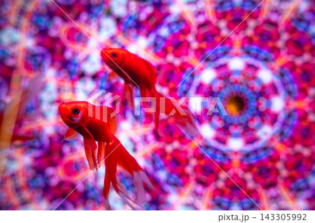 アクアリウムの金魚たち 143305992
