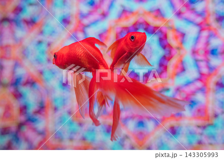 アクアリウムの金魚たち アクアリウムの金魚たち 143305993