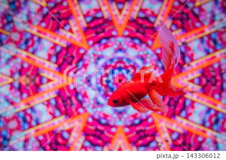 アクアリウムの金魚たち アクアリウムの金魚たち 143306012