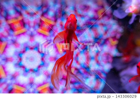 アクアリウムの金魚たち 143306029