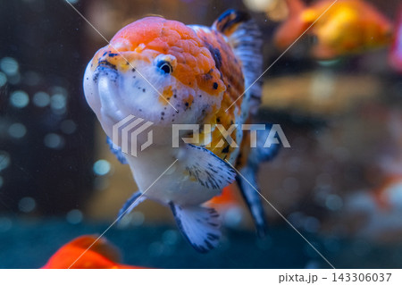 アクアリウムの金魚たち 143306037