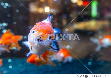 アクアリウムの金魚たち 143306046
