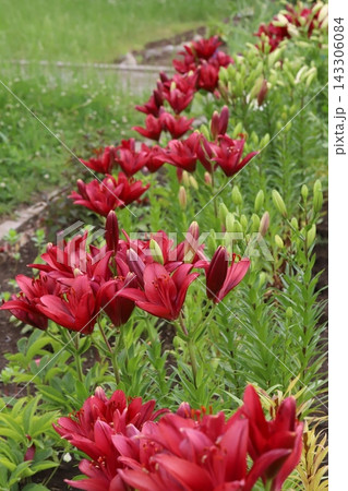 初夏の公園に咲く赤と白のスカシユリの花 初夏の公園に咲く赤と白のスカシユリの花 143306084