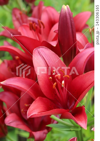 初夏の公園に咲く赤いスカシユリの花 初夏の公園に咲く赤いスカシユリの花 143306165
