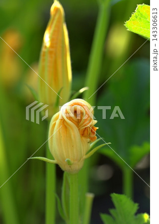 Yellow zucchini flower in a vegetable garden Yellow zucchini flower in a vegetable garden 143306613