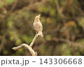 ヨコジマサボテンミソサザイ 143306668