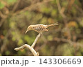 ヨコジマサボテンミソサザイ 143306669