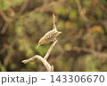 ヨコジマサボテンミソサザイ 143306670
