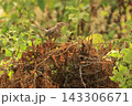 ヨコジマサボテンミソサザイ 143306671