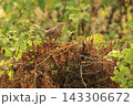 ヨコジマサボテンミソサザイ 143306672