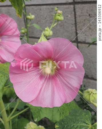 タチアオイのピンク色の花 143306912