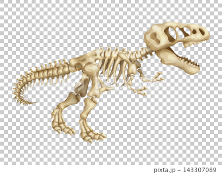 Watercolor t-rex dinosaur skeleton isolated PNG illustration, featuring a hand-drawn prehistoric tyrannosaurus fossil bones structure on a transparent background. Watercolor t-rex dinosaur skeleton isolated PNG illustration, featuring a hand-drawn prehistoric tyrannosaurus fossil bones structure on a transparent background. 143307089