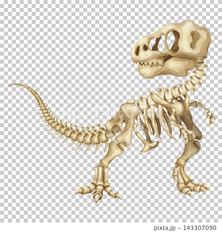 Watercolor t-rex dinosaur skeleton isolated PNG illustration, featuring a hand-drawn prehistoric tyrannosaurus fossil bones structure on a transparent background. Watercolor t-rex dinosaur skeleton isolated PNG illustration, featuring a hand-drawn prehistoric tyrannosaurus fossil bones structure on a transparent background. 143307090