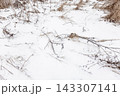 A quiet snow-covered field scattered with dried grasses 143307141