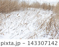 A quiet winter marsh scene with snow-covered reeds 143307142