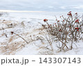 A quiet winter coastal scene showing snow-covered dunes 143307143