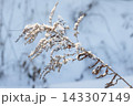 Delicate wild grasses and dried branches dusted with fresh snow 143307149