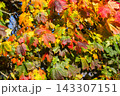 Bright, colorful maple leaves captured in autumn sunlight 143307151
