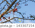 Clusters of red berries cling to bare branches against a bright blue sky 143307154