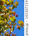 Bright maple leaves in transition from green to orange and red 143307159