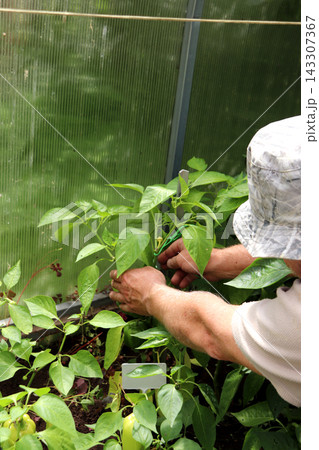 A man ties up green pepper plants in a greenhouse on a summer day 143307367