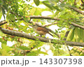 マミジロミソサザイ 143307398