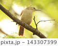 マミジロミソサザイ 143307399