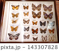 蝶の昆虫標本 143307828