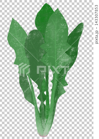 Crayon-style vegetable and fruit series: "Spinach" Crayon-style vegetable and fruit series: "Spinach" 143307853