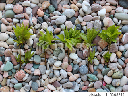 Row of young twigs with first green leaves on a surface of colored pebbles Row of young twigs with first green leaves on a surface of colored pebbles 143308211