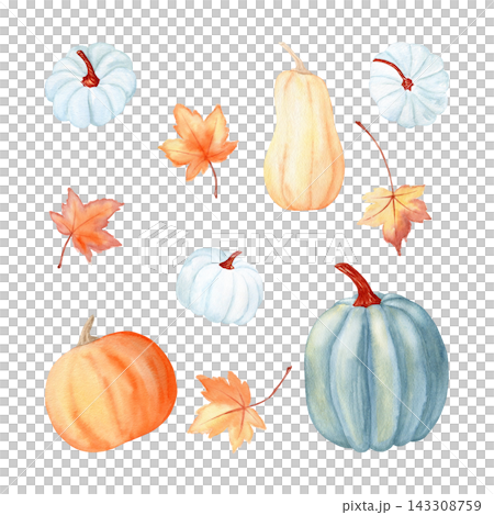 Pumpkins and maple leaves watercolor autumn set illustrations. Hand drawn botanical collection clipart for Thanksgiving, fall holidays and rustic greeting cards on white. Colorful detailed drawings. Pumpkins and maple leaves watercolor autumn set illustrations. Hand drawn botanical collection clipart for Thanksgiving, fall holidays and rustic greeting cards on white. Colorful detailed drawings. 143308759