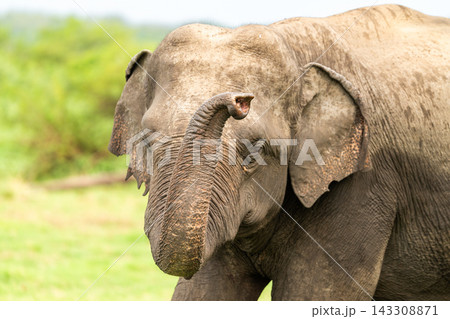 Wild Sri Lankan elephant raises trunk, smelling the air in its habitat Wild Sri Lankan elephant raises trunk, smelling the air in its habitat 143308871