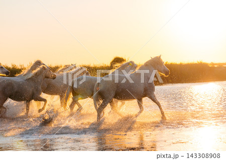 Camargue horses run through water at sunset creating a magical scene 143308908