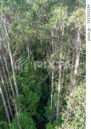 Eucalyptus forest view from a treetop walk in Great Otway National Park, Australia 143309184