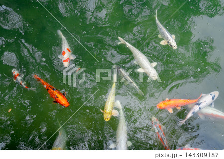 Colorful koi fish in the pond of Hiroshima Castle, Japan Colorful koi fish in the pond of Hiroshima Castle, Japan 143309187