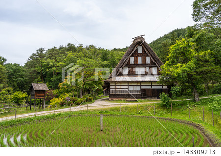 Traditional rice field and farmhouses in Hida no Sato, Takayama 143309213
