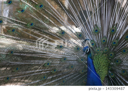 Peacock displaying feathers. High quality 4k footage 143309487