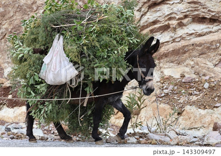 Donkey carrying foliage.against the backdrop of rocks, a loaded cute donkey. High quality photo Donkey carrying foliage.against the backdrop of rocks, a loaded cute donkey. High quality photo 143309497