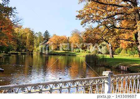 Lake surrounded by red and yellow foliage, with its reflection in the water on sunny day. Autumn park in Russia in September, picturesque autumn park landscape,vibrant autumn banner 143309607