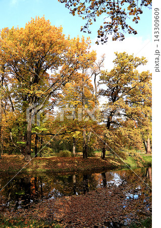 Autumn park in Russia in September,Lake surrounded by red and yellow foliage, with its reflection in the water on sunny day. picturesque autumn park landscape,vibrant autumn banner Autumn park in Russia in September,Lake surrounded by red and yellow foliage, with its reflection in the water on sunny day. picturesque autumn park landscape,vibrant autumn banner 143309609