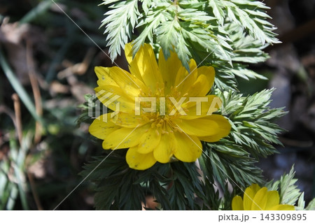 福寿草、花、黄色、早春 福寿草、花、黄色、早春 143309895