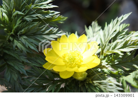 福寿草、花、黄色、早春 福寿草、花、黄色、早春 143309901
