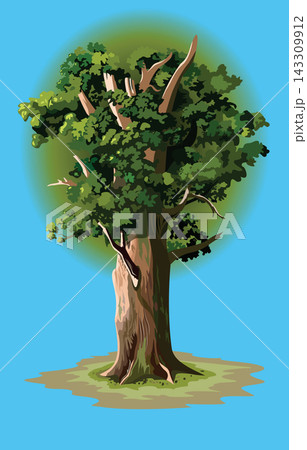 A marvelously grown tree with fresh foliage, vector illustration A marvelously grown tree with fresh foliage, vector illustration 143309912