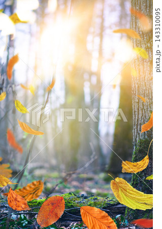Autumn bright woods and beautiful orange leaves falling to the ground. Beautiful landscape with colorful vivid foliage, green grass and sun. Autumn forest nature Autumn bright woods and beautiful orange leaves falling to the ground. Beautiful landscape with colorful vivid foliage, green grass and sun. Autumn forest nature 143310095